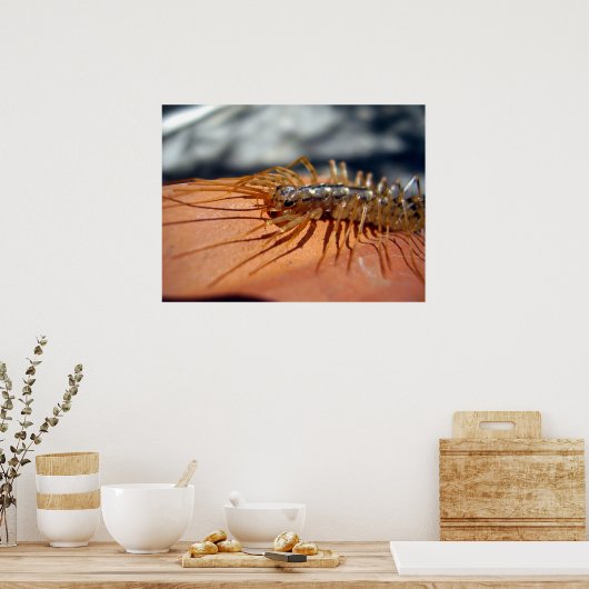 Scutigera Coreoptrataポスター ポスター (キッチン)
