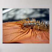 Scutigera Coreoptrataポスター ポスター (正面)