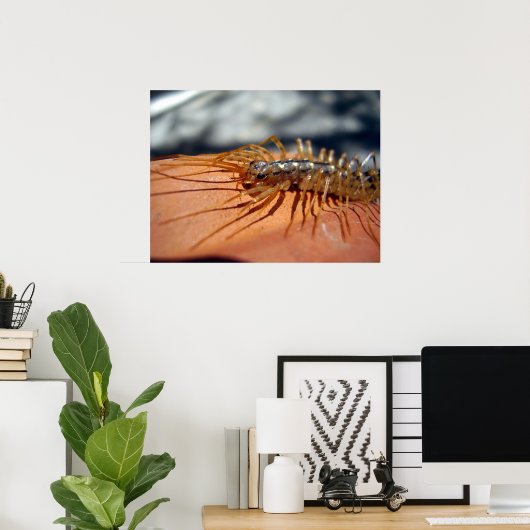 Scutigera Coreoptrataポスター ポスター (ホームオフィス)