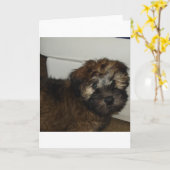 SCWT子犬 カード (黄色い花)