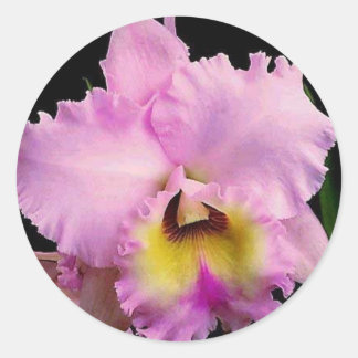 Sdorquidea ラウンドシール