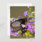 SEアジア、タイ、ドイインタノン、パピリオ ポストカード (正面/裏面)