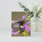 SEアジア、タイ、ドイインタノン、パピリオ ポストカード (スタンド正面)