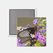 SEアジア、タイ、ドイインタノン、パピリオ マグネット (正面/裏面)