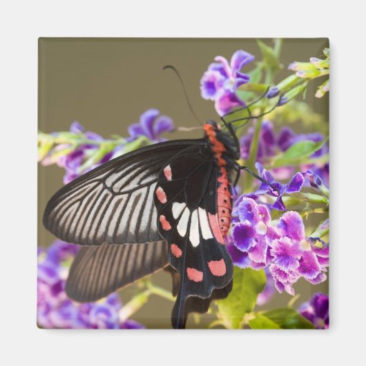 SEアジア、タイ、ドイインタノン、パピリオ マグネット (正面)