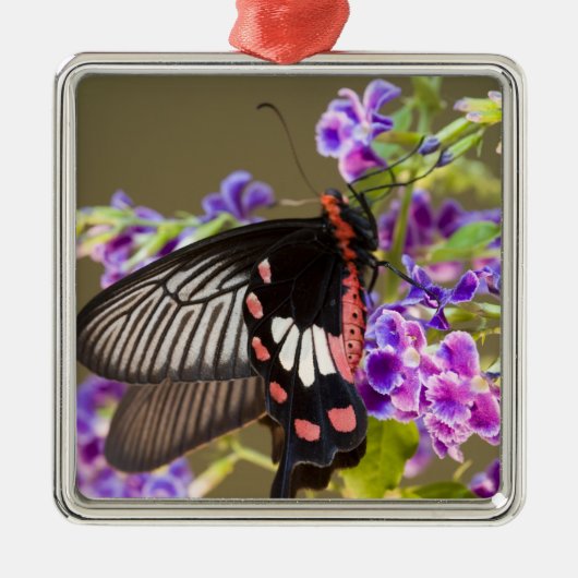 SEアジア、タイ、ドイインタノン、パピリオ メタルオーナメント (正面)