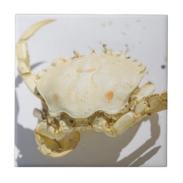 Sea海Kani Shellテクスチャ構造詳細 タイル