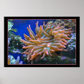 Sea Anemone ポスター (正面)