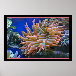 Sea Anemone ポスター