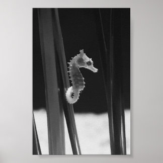 Sea horse - Black And White  ポスター