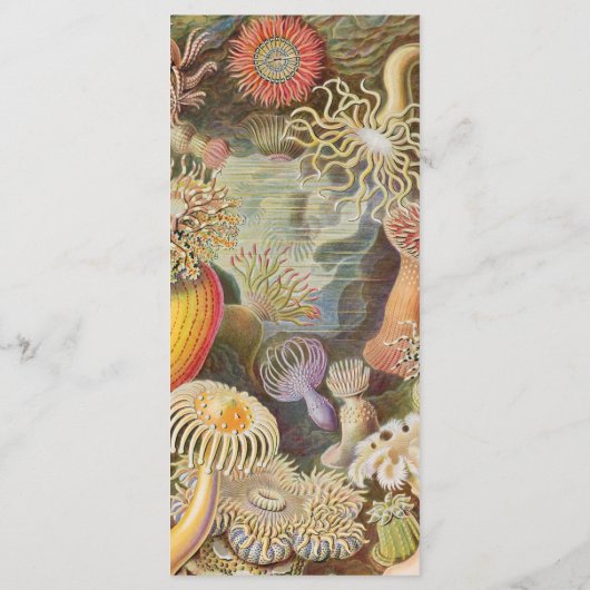 Sea Life Coral Reef Wedding Menu (裏面)