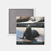 Sea Lion at Pier 39サンフランシスコ マグネット (正面/裏面)