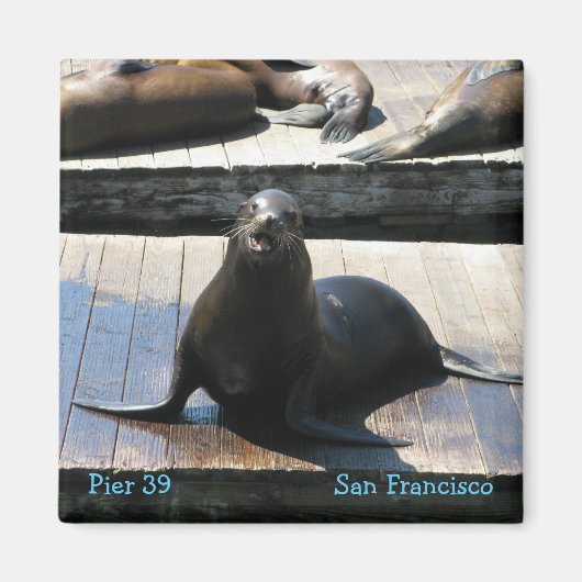 Sea Lion at Pier 39サンフランシスコ マグネット (正面)