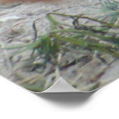 Sea Lion - California Dreaming - Poster ポスター (角)