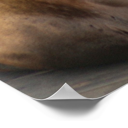 Sea Lion Print ポスター (角)