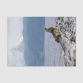 Sea lions in beagle channel - Argentina 薄葉紙 (正面)