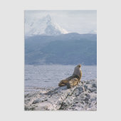 Sea lions in beagle channel - Argentina 薄葉紙