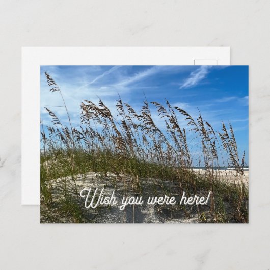 "Sea Oats" Postcard ポストカード (正面/裏面)