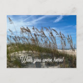"Sea Oats" Postcard ポストカード (正面)