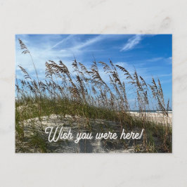 "Sea Oats" Postcard ポストカード