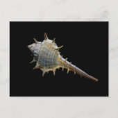 Sea Shellはがき – 写真提供: Freyja ポストカード (正面)