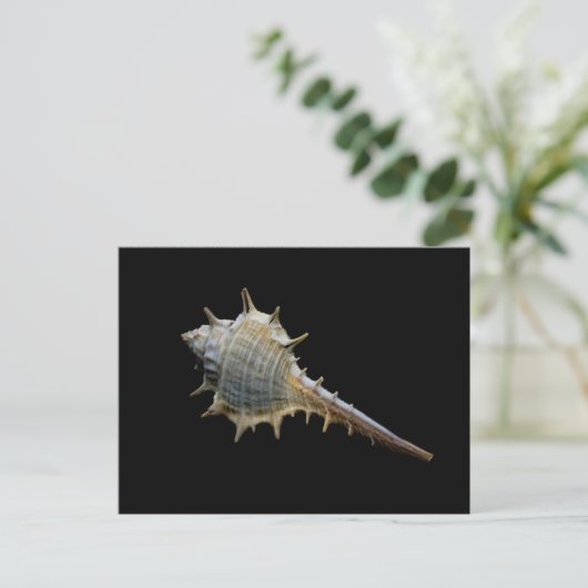 Sea Shellはがき – 写真提供: Freyja ポストカード (スタンド正面)