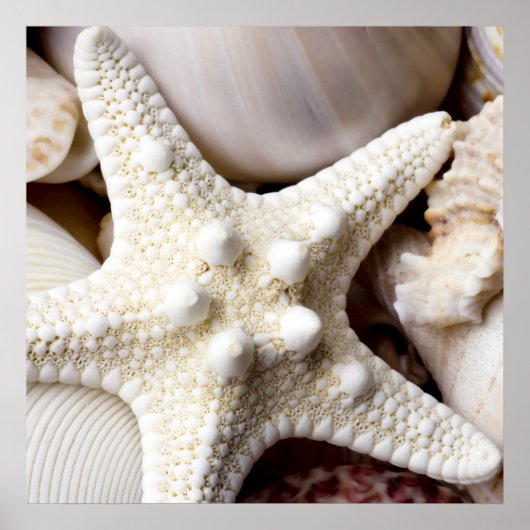 Sea Shell Starfish Background - Beach Shells ポスター (正面)