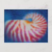 Sea Shell under Water ポストカード (正面)