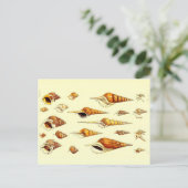 Sea Shells動物学スケッチ葉書 ポストカード (スタンド正面)