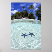 Sea stars, Rock Islands, Palau 2 ポスター (正面)