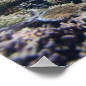 Sea turtle ポスター (角)