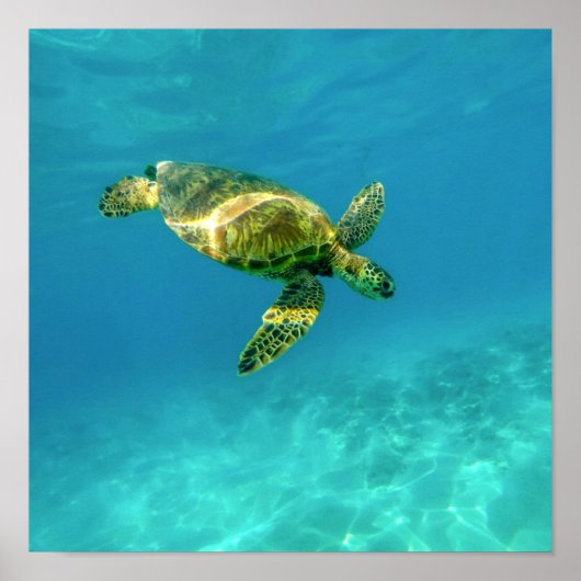 Sea Turtle swimming in turquoise ocean water ポスター (正面)