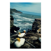 Seabird Australasian Gannets繁殖写真