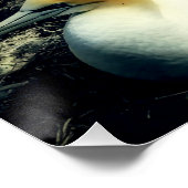 Seabird Australasian Gannets繁殖写真 ポスター (コーナー)