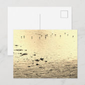 Seabirds in Sepia ポストカード (正面/裏面)