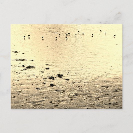 Seabirds in Sepia ポストカード (正面)