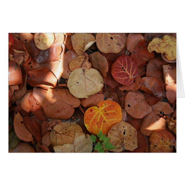 Seagrapeの静物画 (正面横)