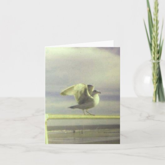 Seagullノートカード カード (正面)