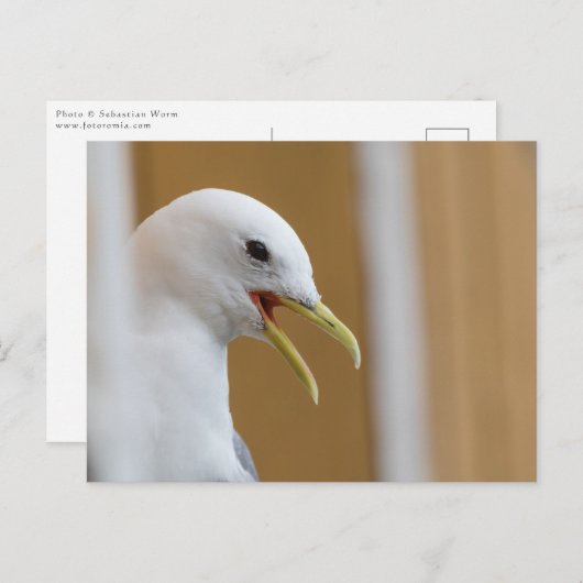 Seagullポートレート写真 ポストカード (正面/裏面)