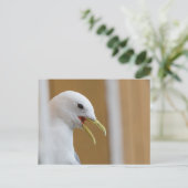 Seagullポートレート写真 ポストカード (スタンド正面)