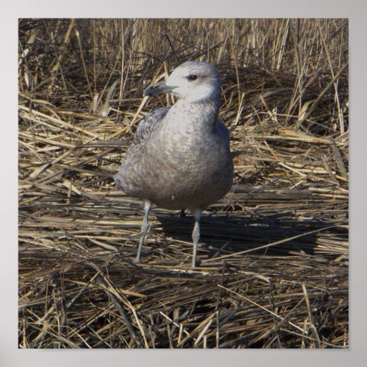 Seagull写真ポスター ポスター (正面)