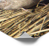 Seagull写真ポスター ポスター (角)