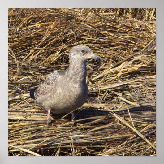 Seagull写真ポスター ポスター (正面)