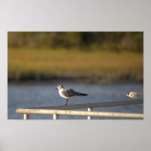 Seagull写真ポスター ポスター (正面)