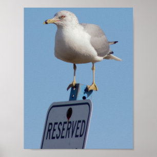 Seagull写真 ポスター