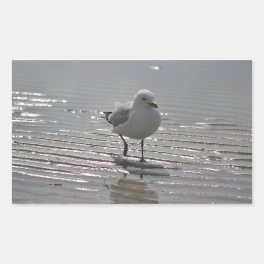 Seagull写真 長方形シール (正面)