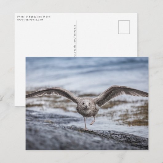 Seagull自然写真 ポストカード (正面/裏面)