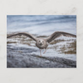 Seagull自然写真 ポストカード (正面)