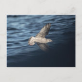 Seagull自然写真 ポストカード (正面)