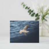 Seagull自然写真 ポストカード (スタンド正面)